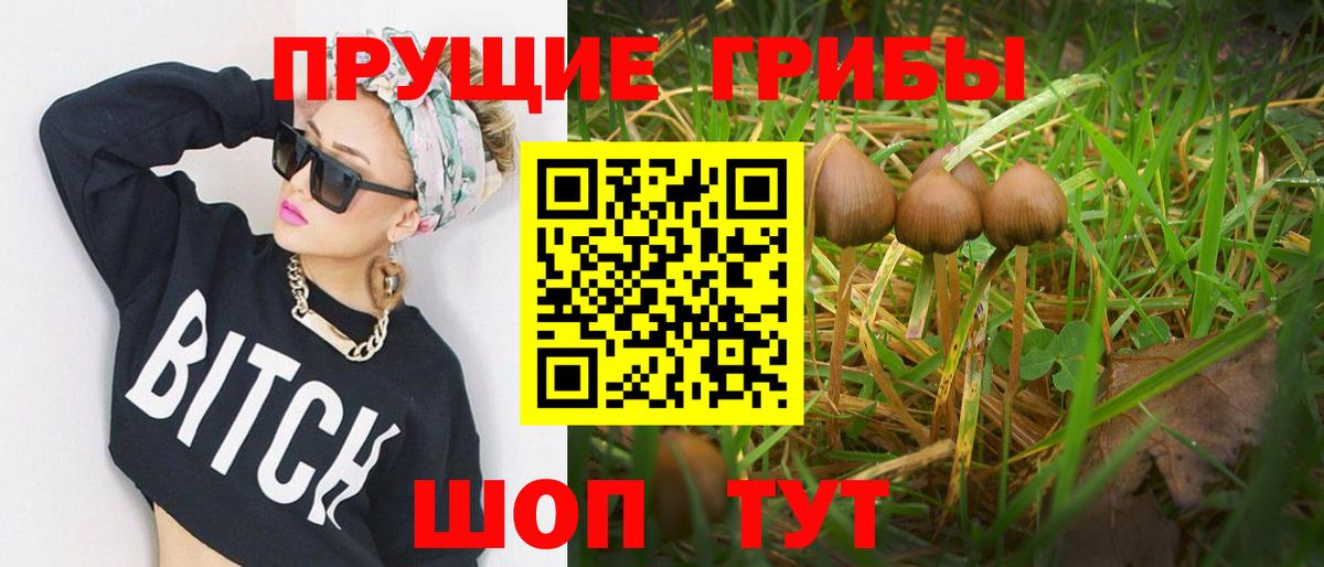 Псилоцибиновые грибы Psilocybe Малгобек